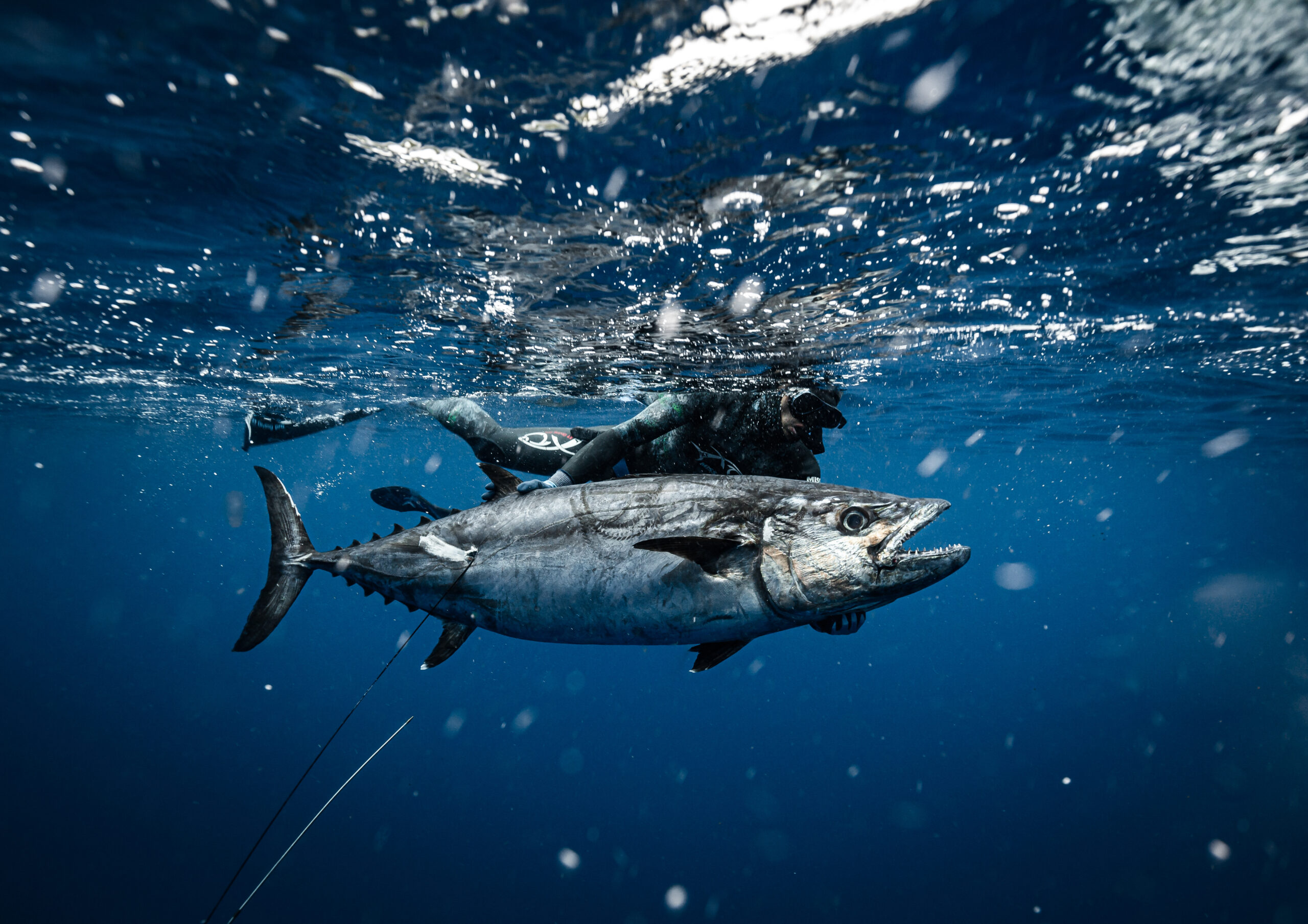 素潜り・魚突きでイソマグロを追う小坂薫平